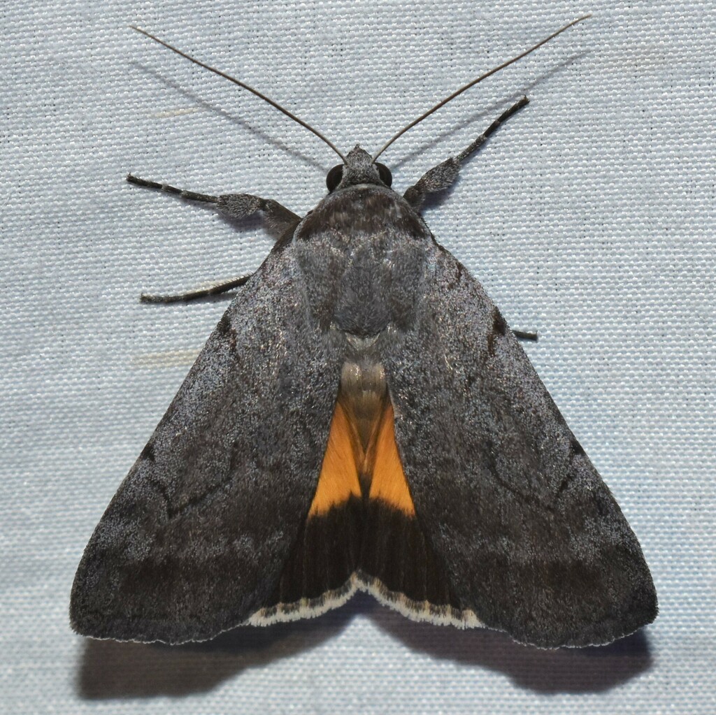 Messalina Underwing