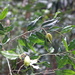 Maillardia montana - Photo (c) Guy Eric Onjalalaina, algunos derechos reservados (CC BY-NC), uploaded by Guy Eric Onjalalaina