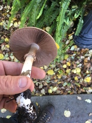 Agaricus