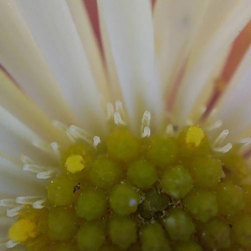 Erigeron karvinskianus