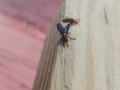 Dilophus serotinus
