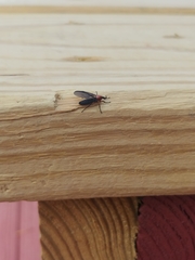 Dilophus serotinus