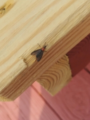 Dilophus serotinus
