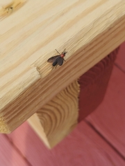 Dilophus serotinus