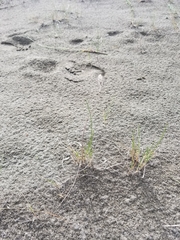 Poa macrantha