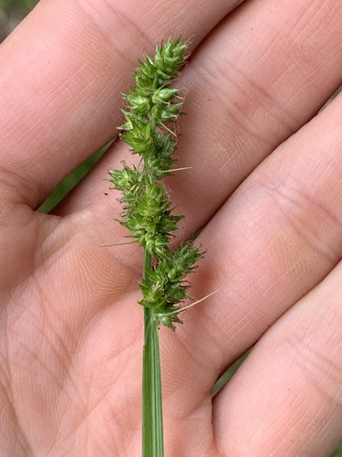 Soft fox sedge (Carex conjuncta)