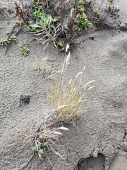 Poa macrantha