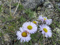 Aster alpinus vierhapperi