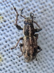 Andrion regensteinense