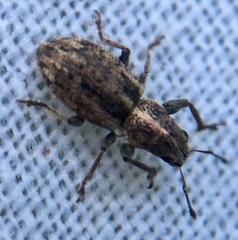 Andrion regensteinense