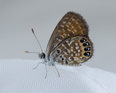 Brephidium pseudofea