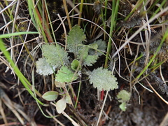 Gunnera dentata