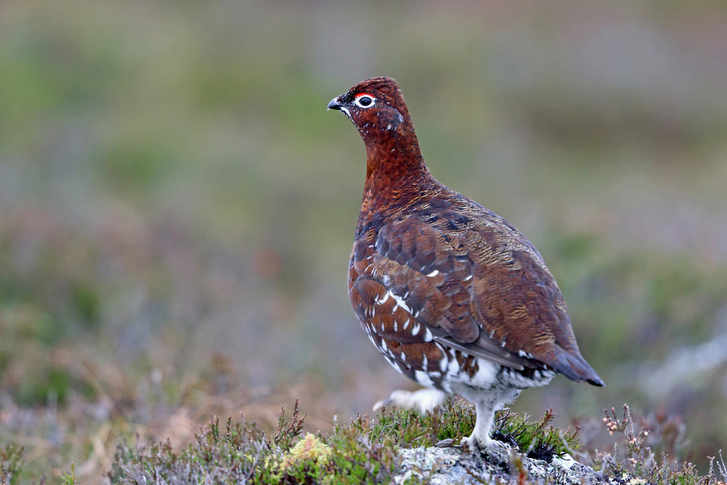 Willow Ptarmigan