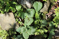 Dioscorea galeottiana