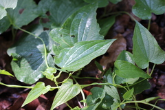 Dioscorea galeottiana