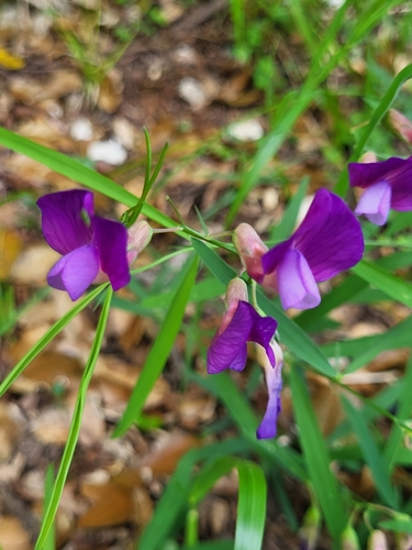 Lathyrus digitatus, photograph 2