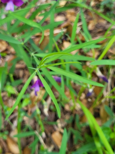 Image of Lathyrus digitatus by (c) Jacek Pietruszewski, some rights reserved (CC BY)