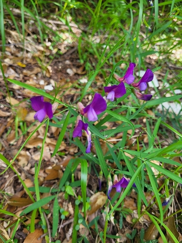 Lathyrus digitatus, photograph 4