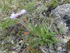 Vierhapper's Aster - Photo (c) jozien, some rights reserved (CC BY-NC), uploaded by jozien