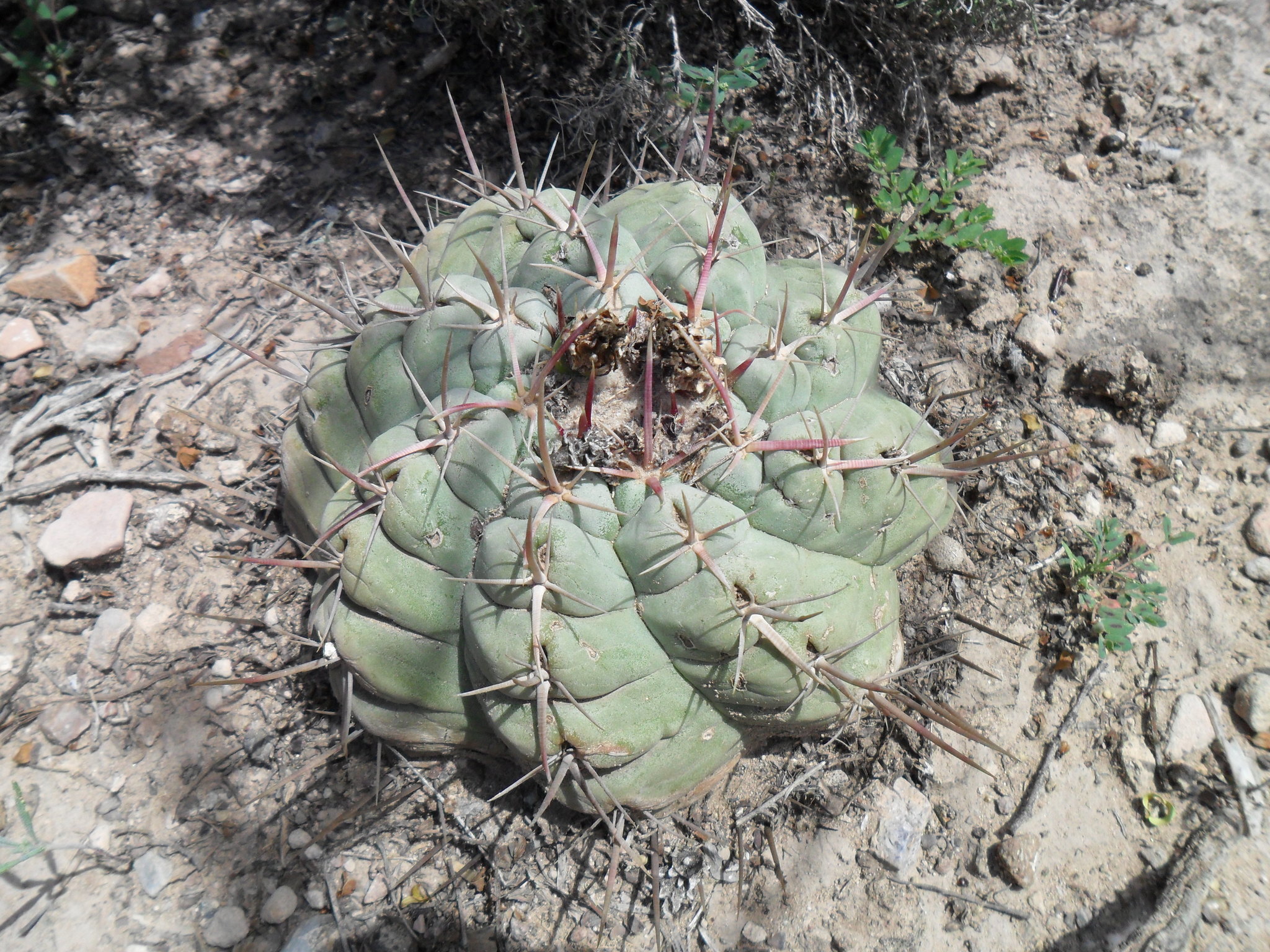 Thelocactus hexaedrophorus