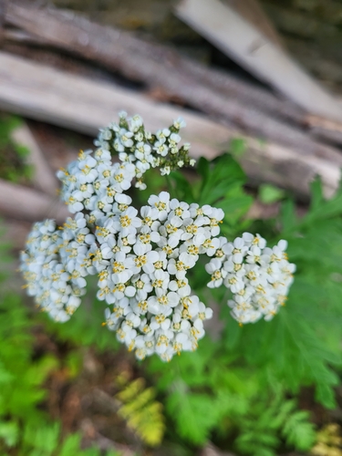 Achillea grandifolia