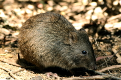 Potorous tridactylus