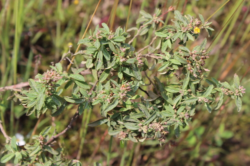 clustered frostweed