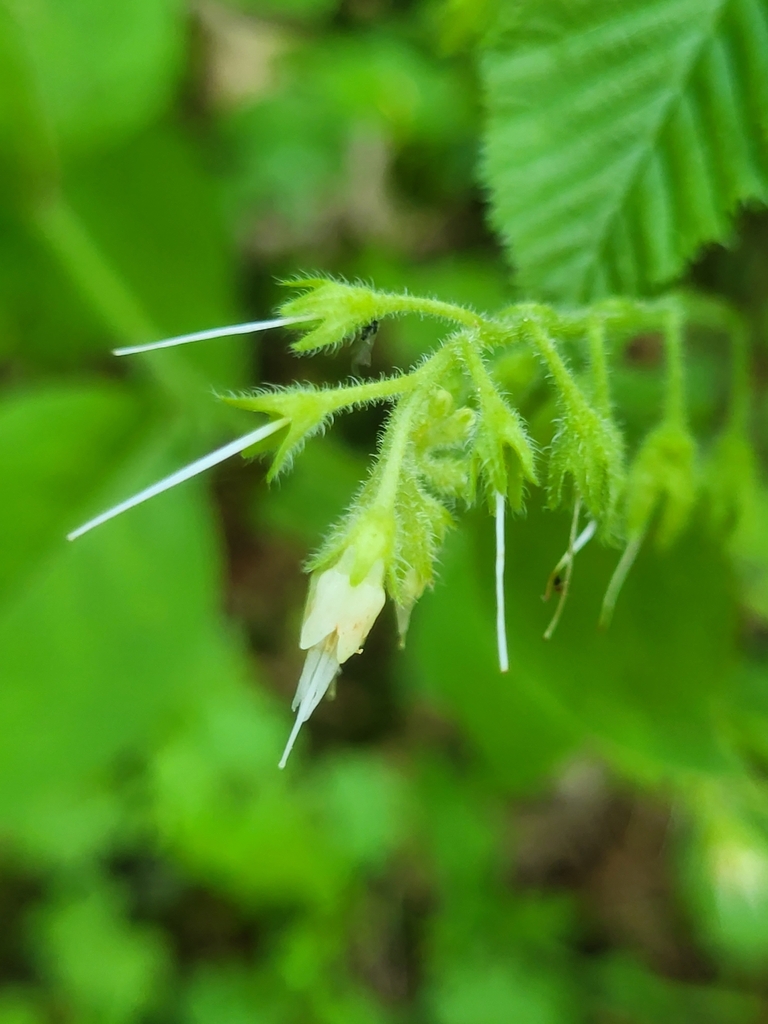Symphytum ottomanum