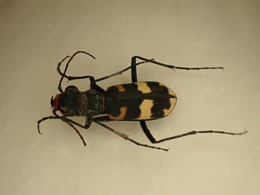 Cephalota luctuosa