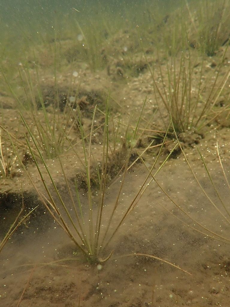 quillworts in June 2023 by ulsterbotany · iNaturalist