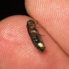 Lamprohiza splendidula