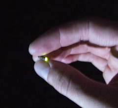 Lamprohiza splendidula