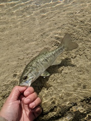 Micropterus treculii