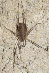 Odiellus troguloides