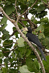 Lophoceros fasciatus