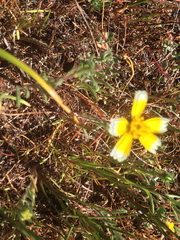 Layia platyglossa
