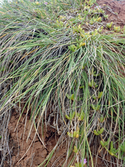 Poa chathamica