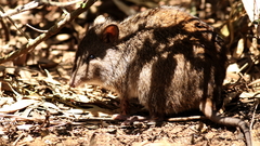 Potorous tridactylus