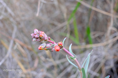Penstemon subulatus