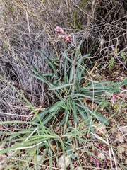 Penstemon subulatus