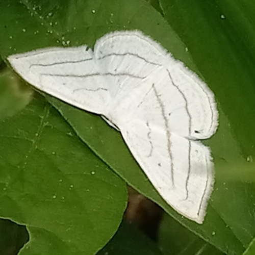 Scopula ordinata photo 3