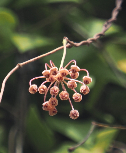 Hoya micrantha Hook.f.