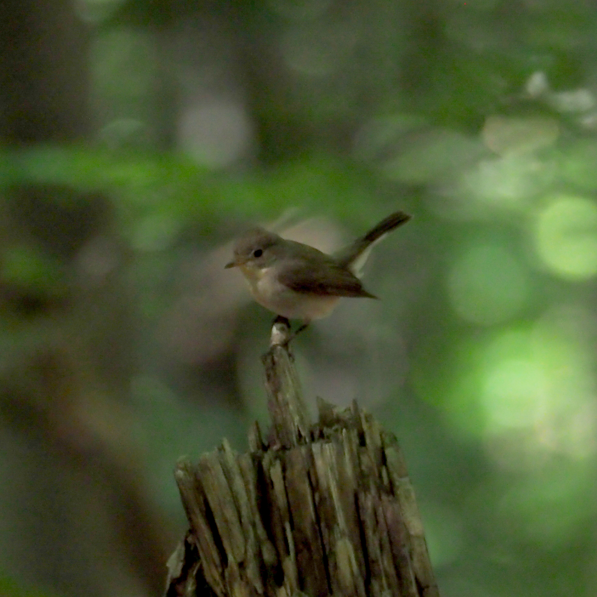 Red-breasted Flycatcher