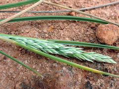 Poa chathamica