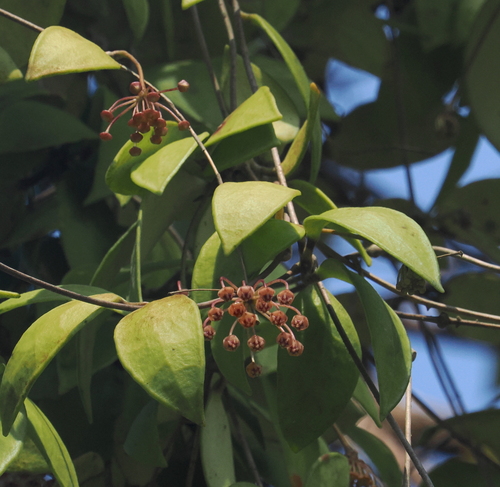 Hoya micrantha Hook.f. 2