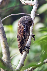 Glaucidium cuculoides