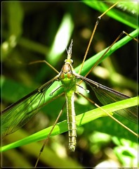 Leptotarsus albistigma