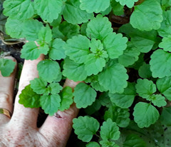 Australina pusilla pusilla