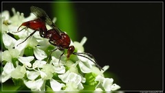 Fustiserphus longiceps