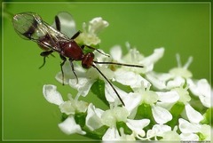 Fustiserphus longiceps